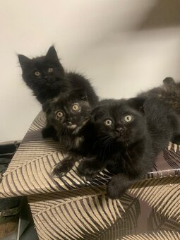 Britská koťátka - 6