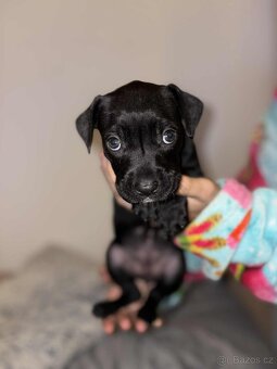 Štěňata-pitbull x labrador - 6