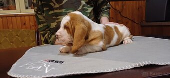 Basset hound – štěně s PP – bikolorní fenka - 6