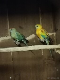 Papoušek zpevavý - 6