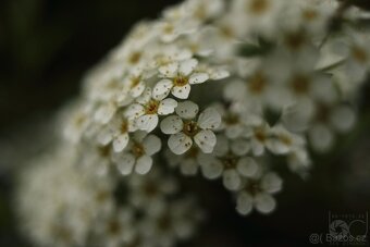 Objektiv Auto Danubia 35mm f2.8 M42 - 6