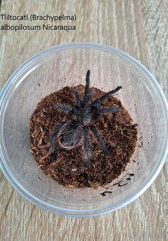 Sklípkani: Acanthoscurria, Brachypelmy, Lasiodora, Nhandu - - 6