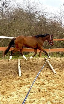 4 letý vlach po Le patron obsednut - 6