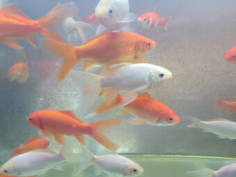 Jezírkové ryby - 6