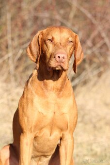 Maďarský ohař s PP  - vizsla - 6