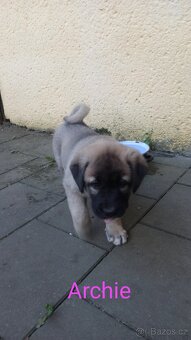 Kangal štěňata - 6