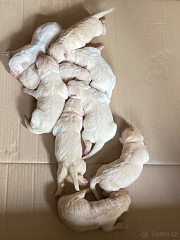 Labrador retrívr - bílé štěňátka bez PP - 6