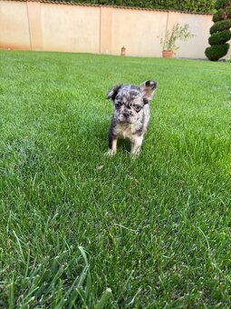 Francouzsky buldoček merle fluffy psík - 6
