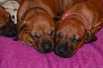 Rhodeský Ridgeback - štěňátka s PP - 6