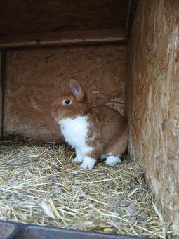 Meklenburský strakáč červeny - 6