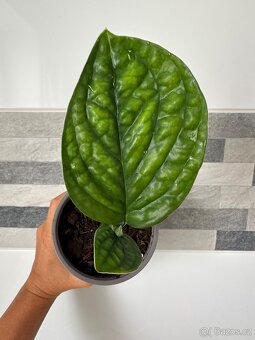 Monstera PERU Karstenianum - 6