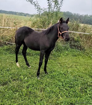 Pony, WPBR, HŘÍBĚ - 6
