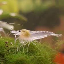 Krevetky, vlastný odchov, posielam bezpečne cez Zásielkovňu. - 6