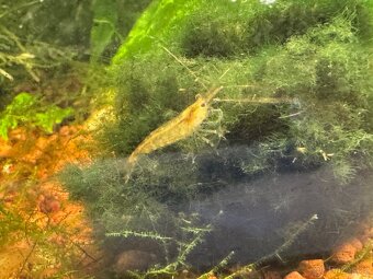 Krevetky akvarijní - 6