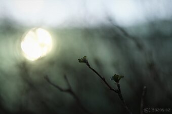 Auto Rokkor PF 55mm f/1.8 - (Minolta MD) - 6