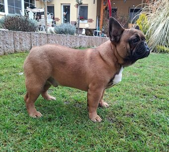 Francouzsky buldoček s PP - psík - 6