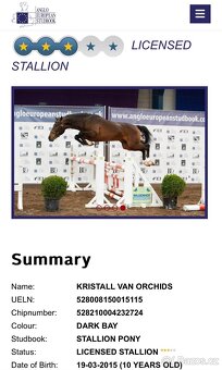 Orchid’s - pony B do sportu - 6