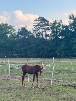 Kobyla s hříbětem - 6
