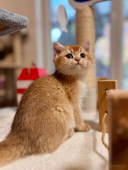 Luxusní zlata britská činčila koťata s PP pro chov - 6