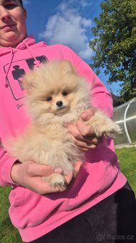 Pomeranian Creme - čistokrevný kluk - 6