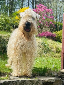Irish soft coated wheaten terrier - ŠTĚŇATA PRODEJ - 6
