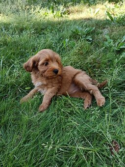Maltipoo,maltipo - 6