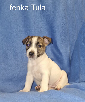 Jack russell terier - 6
