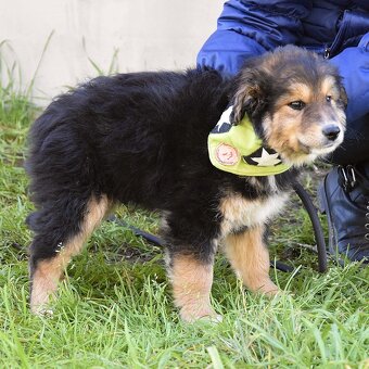 Barón - malý sluníčkový poklad hledá svůj domov ☀️ - 6