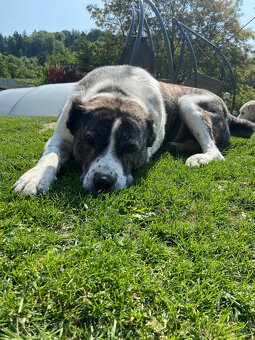 Daruji středoasijského pasteveckého psa. - 6