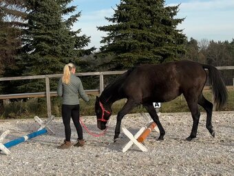 Dvouletá kobylka po Cornet de Lux - 6