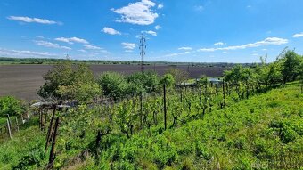 Prodej chaty s vinným sklepem a vinohradem 1107m2 v Mikulčic - 6