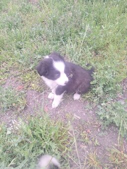 Border kolie - 6