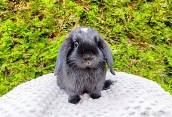 Zakrslý beránek, králíček, králík - ELLA - 6