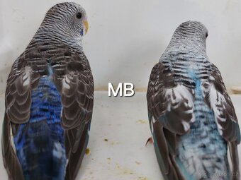 Kroměříž. Blackwings andulky čiernokridle - 6