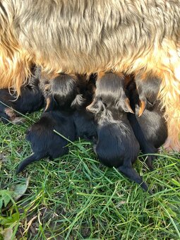 Štěňátka yorkšíra bez PP - 6