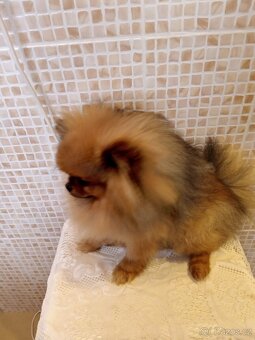 Pomeranian s PP FCI - 6
