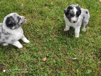Aussiedoodle - 6