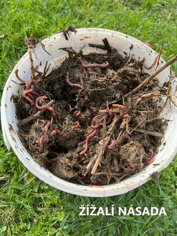 Kalifornské a Hnojní Žížaly - 6