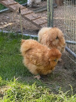 Nabízím nasadova vejce - 6