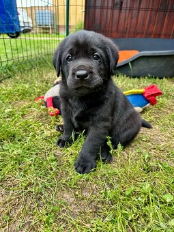 Labradorský Retriever s PP - 6
