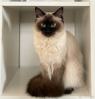Ragdoll koťátka - 6