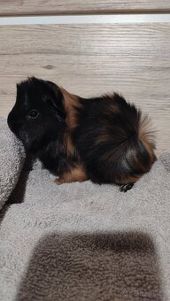 Peruánské morče - 6