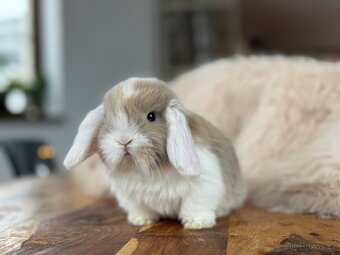 Minilop - zakrslý beránek - mláďata k rezervaci - 6