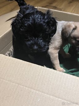 Štěňátka křížence - 6