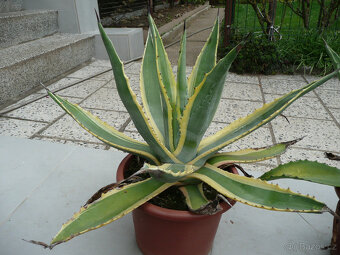 Agave americana - 6