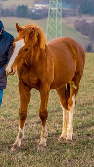 Roční hřebeček - 6