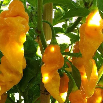 Sazenice rajčata, okurky nakládačky, papriky chilli a sladké - 6