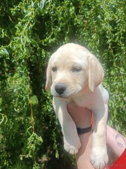Nabídka štěněte labradorského retrievera - 6