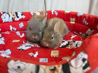 ♥️zakrslý králíčci 1x samička 2x sameček - 6