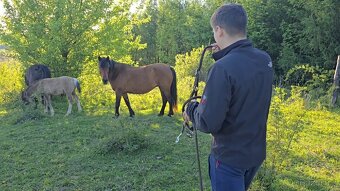 Huculská klisna, hucul, rekreace, vyjížďky, hipoterapie. - 6